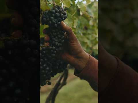 Why Labor Is Everything (According To Les Blank)