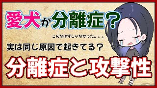 愛犬が分離症？分離症と攻撃性は同じ問題ってホント？