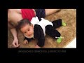 Mamma Thao Breastfeeding Breastmilk Is The Ideal Food For Infants