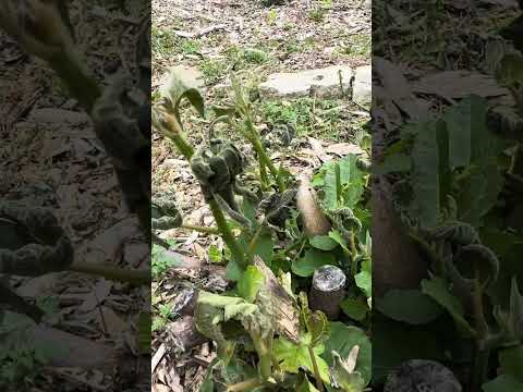 How to Grow Figs in Cold Climates: Unlocking the Secrets of Microclimates!