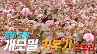 추천 식물 
