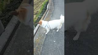 朝散歩出発 #いぬ #いぬとの暮らし #散歩 #わんこ #かわいい犬 #わんこ