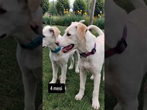 Regalo Puffo e Flo cuccioli di 4 mesi visibili a Fidenza Parma cercano casa 