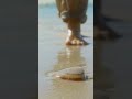 Where Do Seashells Come From Beach Ocean Shells Naturepbs