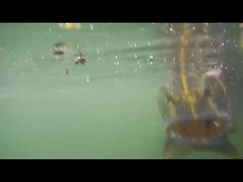 Luccio Ticino - Catch & Release