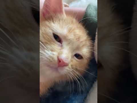 Weasley, an adopted Domestic Medium Hair in Bolingbrook, IL_image-1