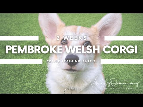 Victoria Dog Obedience Training video.