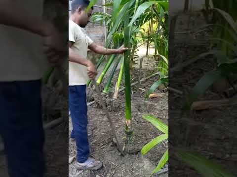 Preparation for planting betel nut trees are underway.