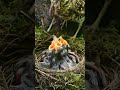 Mother Feeding Beautiful Baby Birds Nest Musa Plus Am