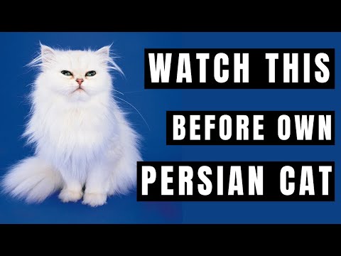 Persian Cat Breed portrait - What You NEED to Know Before Owning!