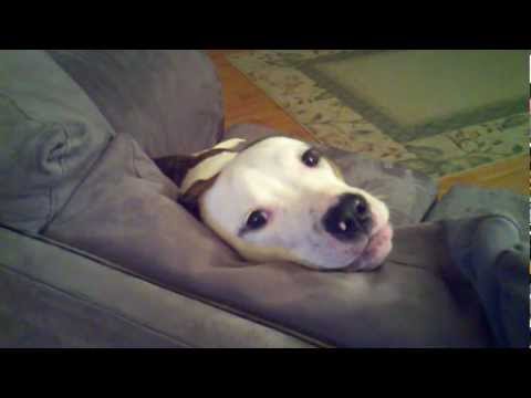 My sweet Pittie - Najla - talking to me.