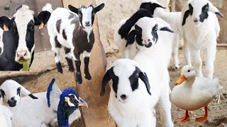 Cute Little Farm Animal Sounds | gazelle, cow, duck, giraffe, sheep, goat, cow | Animal Moment