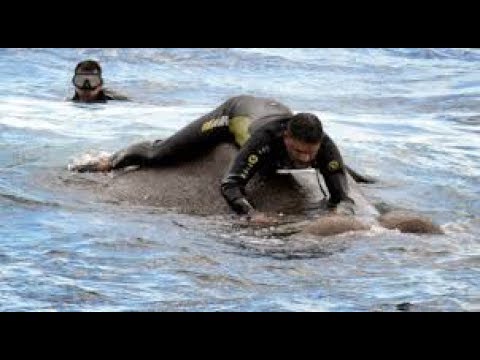 斯里兰卡海军救援12小时从海中救出大象(视频)