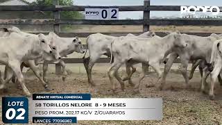 LOTE 2