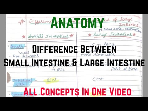 Difference b/w Small & Large Intestine | Anatomy [Rachana Sharir] | BAMS First Year | Being Doctor 😈