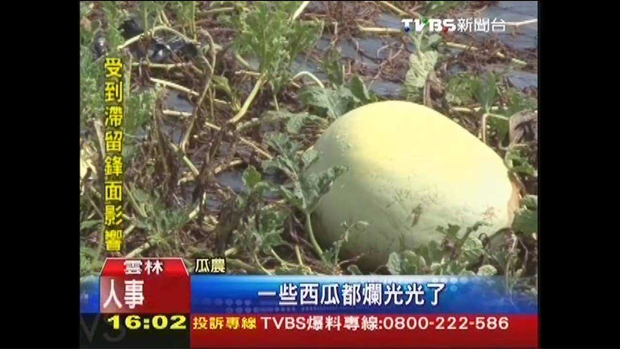 泡湯了!裂果水傷、爛西瓜 農民慘賠