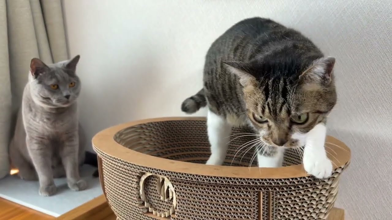 自由なお姉さんとおっとり弟くん