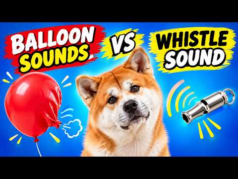 Dog Whistle Sound for Dogs vs. Balloon Sounds 📯🆚🎵