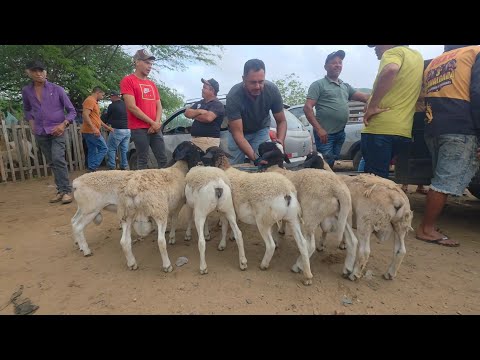 1º DE MARÇO DE 2026 FEIRA DE ANIMAIS DA VILA JERIMUM T.N-PE A MELHOR DA REGIÃO 