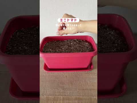 室内庭園の作り方は？簡単に育てられる野菜は何ですか？  庭園