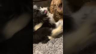 Bordoodle Puppies Videos
