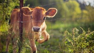 Indian baby cow 😍 WHATSAPP status video
