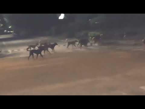 dog geng 😃⚔️⚔️⚔️⚔️🇮🇳🇮🇳🇮🇳