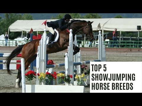 5 Best ShowJumping Horse Breeds