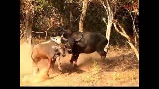 Leopard Attacks Buffalo