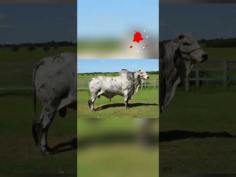 #shorts 117 - CABURAN - GIR MOCHO Campeão em Ipameri Goiás 1982 com 870 kg .