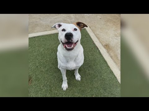 Mett Piper, Pet of the week for the San Antonio Humane Society - YouTube
