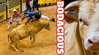 AS VÍTIMAS DE BODACIOUS: O Touro Mais Perigoso da História Do Rodeio Mundial