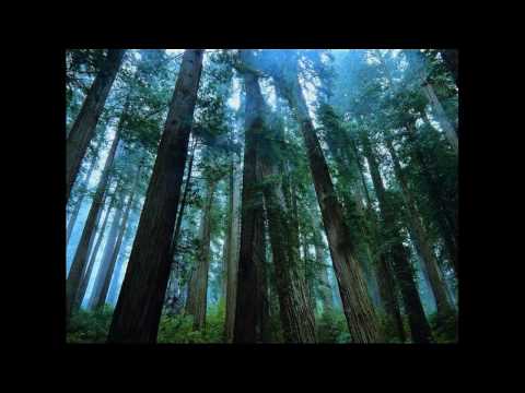 Neal Scarborough - Madagascar (Original Mix)
