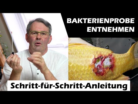 Bakterienprobe ins Labor schicken I TUTORIAL VOM KOIDOC
