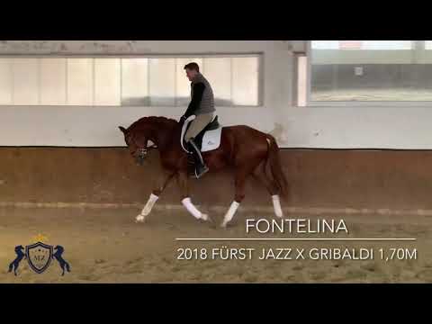 Fontelina MZ Sporthorses Fürst Jazz
