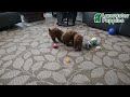 Toy Poodle dogs for sale: Sofia - Video 1