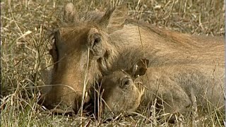 Download lagu Lost Baby Warthog Reunites with Mother in Emotional Ending 🐗💔❤️ mp3