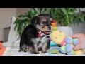 Morkie dogs for sale: Riley - Video 1