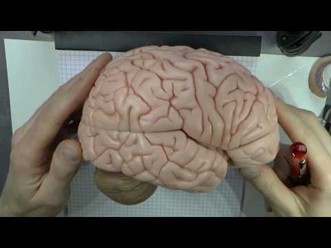 Different Memory Systems and the Brain