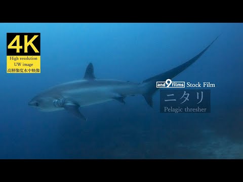 【4K】ニタリ（Pelagic thresher）マラパスクア水中映像