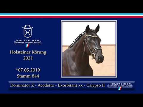 Holsteiner Körlot 2021 | Nr. 39 v. Dominator Z - Acodetto - Exorbitant xx - Calypso II