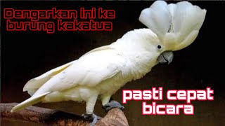 Download lagu Masteran paling ampuh buat kakatua cepat bicara mp3