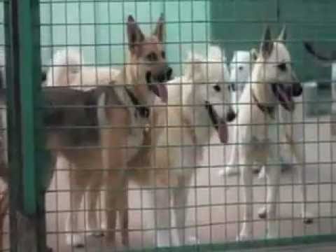 download lagu mp3 mp4 Moscow Animal Shelter, download lagu Moscow Animal Shelter gratis, unduh video klip Moscow Animal Shelter