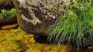 Relax - Dragonflies Resting on Plants and Rocks by a Forest Stream 🪰🌿💧