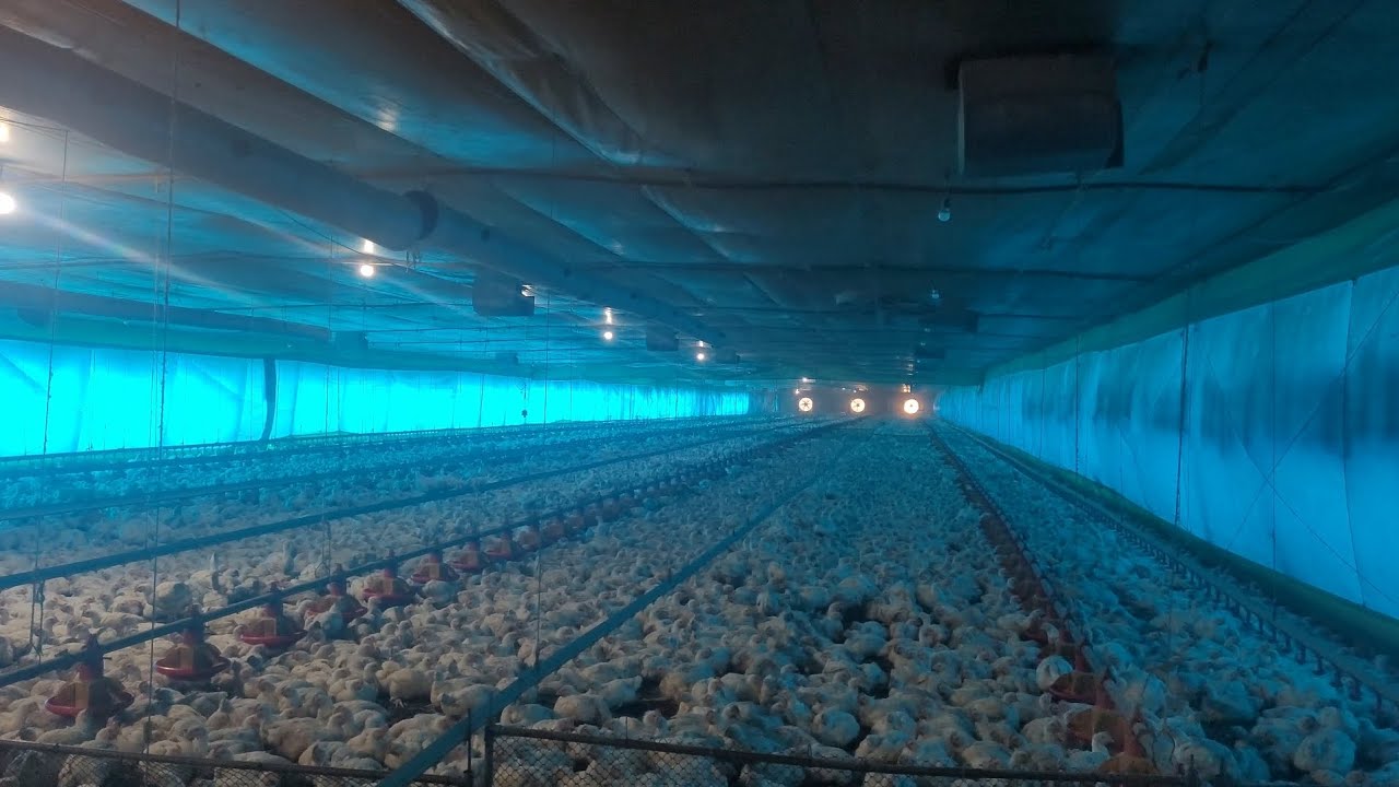 FRANGOS DE CORTE COM 37 DIAS NA FAZENDA 😻