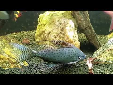 Watch Video on YouTube