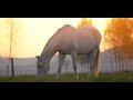Sentinel Senior: Extruded Horse Feed