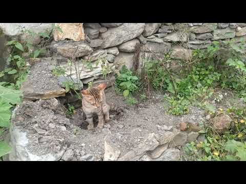 ShivRaj the Cat Lover I Animal Lover I Playing with Kitten I Nature Lover I #CatLover-2