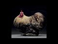 UC Brigante Chickenhead