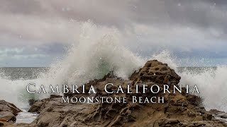 Wildlife from the Hearst Pier - spending time with my wife! Canon R7 and 100-500 is my rig of choice